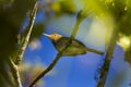 Olive-backed Tailorbird - Bot.Gardens - Bedugul - Bali S4E3209 (29696928462).jpg