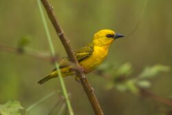 Orange Weaver near Ankasa - Ghana 14 S4E2261 (15578575333).jpg