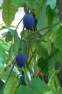 Passiflora morifolia fruits.jpg