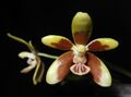 Phalaenopsis kunstleri (18099782832) (cropped).jpg