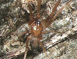 Phrurolithus.lynx.female.1.-.tanikawa.jpg