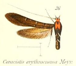 Pl.2-26-Coracistis erythrocosma Meyrick, 1897.jpg