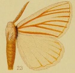 Pl.39-fig.23-Phiala nigrolineata Aurivillius, 1903 (syn.P.rubrivena).JPG