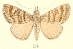 Pl.6-24-Hypena denticulata (Moore, 1882) (Apanda dentilineata).JPG