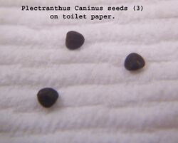 Plectranthus caninus seeds3-June-2011.jpg