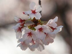 Prunus × nudiflora flower 3.jpg