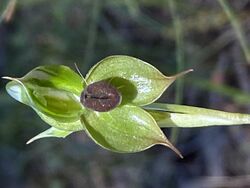 Pterostylis gibbosa flower.jpg