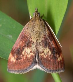 Pyrausta homonymalis 59604545.jpg