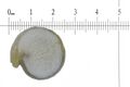 Profile of Quinoa Seed on Millimeter Ruler