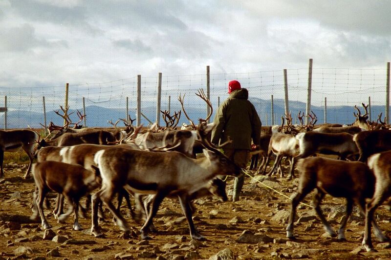 File:Reindeer herding.jpg