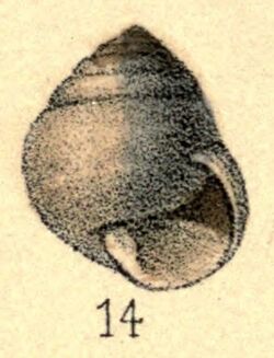 Sagda pila shell.jpg