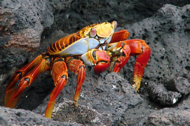 File:Sally lightfoot crab.jpg
