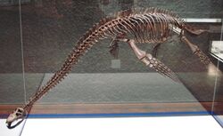 Seeleyosaurus guilelmiimperatoris.JPG