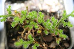 Selaginella rupestre 1zz.jpg