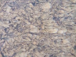 A photo of sewage fungus (brown/white 'cotton wool' like blanket over a riverbed)