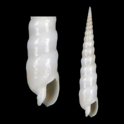 Shell Terebra terryni.jpg