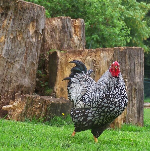 File:Silver-laced Wyandotte rooster.jpg