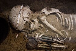 Sofia - Skeleton from the Durankulak Necropolis.jpg