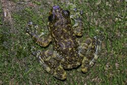 South China Cascade Frog (Amolops ricketti) 華南湍蛙.jpg