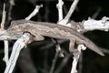 Southern Spiny-tailed Gecko (Strophurus intermedius) (9390989108).jpg