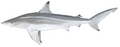 Spinner shark (Carcharhinus brevipinna)