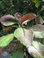 Starr-090609-0393-Synadenium grantii-cv Rubra leaves-Plants Alive Haiku-Maui (24870019121).jpg