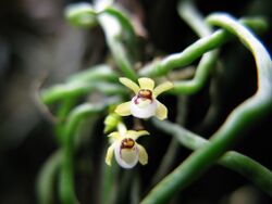 Taeniophyllum biocellatum - Flickr 003.jpg