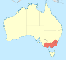 Telephlebia brevicauda distribution map.svg