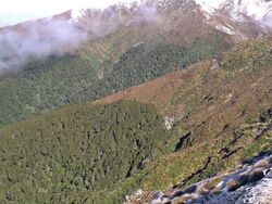 Treeline In The Tararuas.JPG