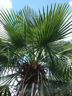 Trithrinax brasiliensis.jpg