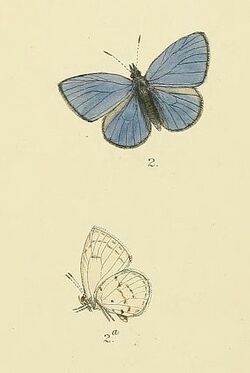 Udara lanka MooreThe Lepidoptera of CeylonPlate35.jpg