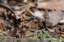 Unidentified Myrmecia 5592.jpg