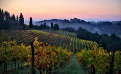 Vineyards in Tuscany quality image.jpg
