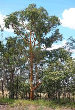 Yellowjacket tree.jpg