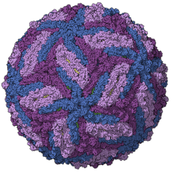 "Zika virus" capsid model, colored by chains, PDB entry 5ire