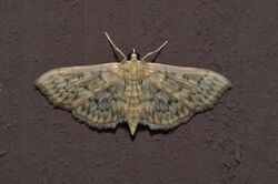 - 5280.97 – Herpetogramma sp. – Unidentified Herpetogramma Moths (15219921909).jpg