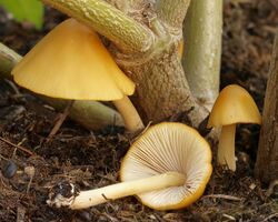 Conocybe aurea