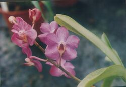 A and B Larsen orchids - Christiera Jeannie Sidran 754-18.jpg