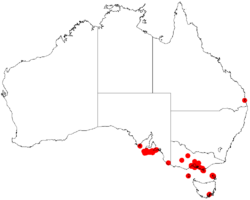 Acacia uncifoliaDistMap926.png