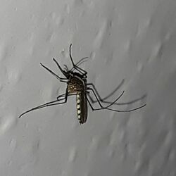 Aedes atlanticus.jpg
