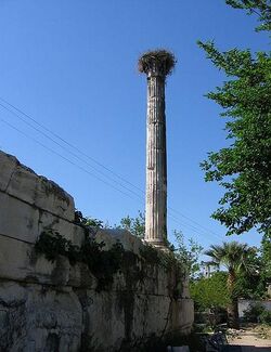 Ancient column stork nest Milas Turkey.jpg