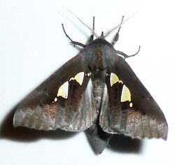 Antiophlebia bracteata, a, Pretoria.jpg