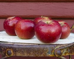 Arkansas Black apples (cropped).jpg