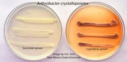 Arthrobacter crystallopoietes labeled.jpg