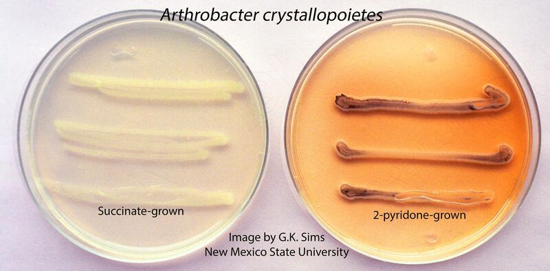 File:Arthrobacter crystallopoietes labeled.jpg