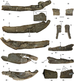 Asiatosuchus nanlingensis.png