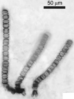 Bangiomorpha pubescens ; clustered uniseriate filaments with basal holdfasts (Lower Hunting Formation, Stenium Period, Somerset Island, Canadian Arctic Islands).png