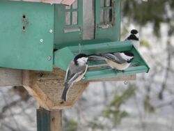 Black-capped Chickadee Poecile atricapillus2.JPG