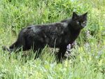 Black cat 1 (1).jpg