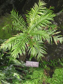 Blechnum gibbum (Washington DC).jpg